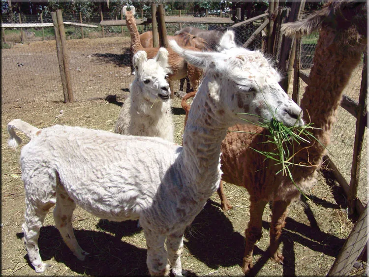Animales de la mini granja de Centro Turístico La Herradura
